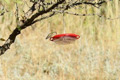 Black-chinned Hummingbird