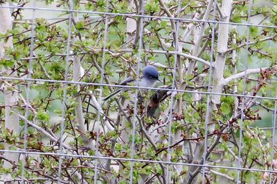 Blue-gray Gnatcatcher
