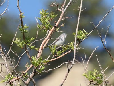 Blue-gray Gnatcatcher