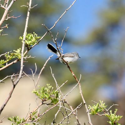 Blue-gray Gnatcatcher