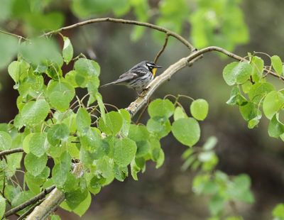 Yellow-throated Warbler