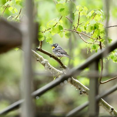 Yellow-throated Warbler