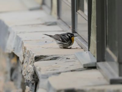 Yellow-throated Warbler