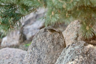 Lincoln's Sparrow