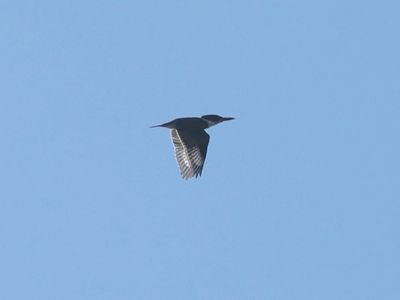 Belted Kingfisher