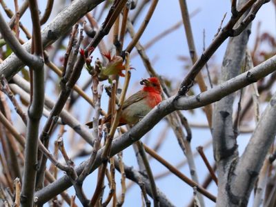 Summer Tanager