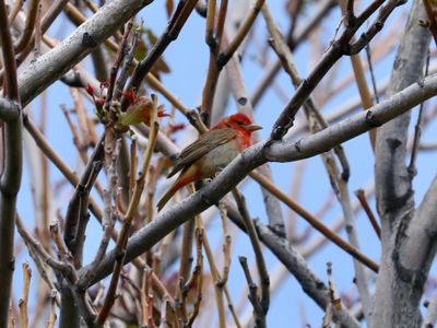Summer Tanager