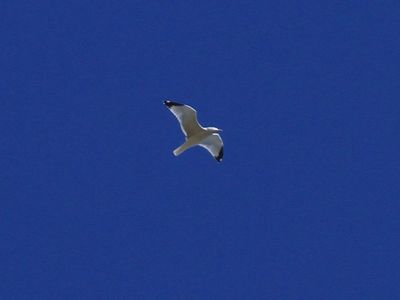 Ring-billed Gull