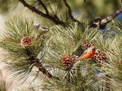 Red Crossbills