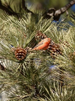 Red Crossbill