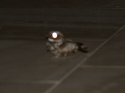 Common Poorwill