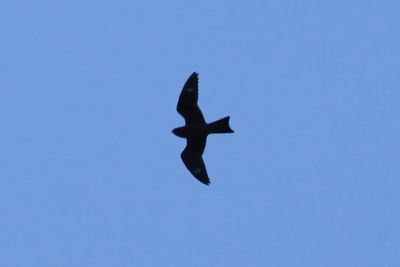 Common Nighthawk