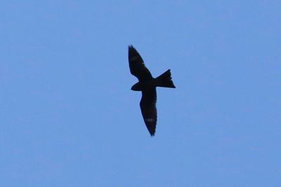Common Nighthawk