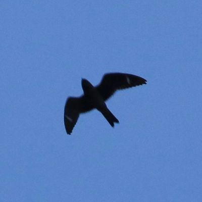 Common Nighthawk