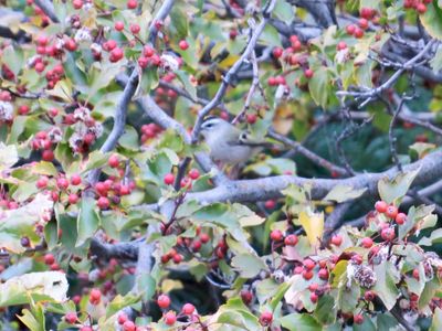 Golden-crowned Kinglet