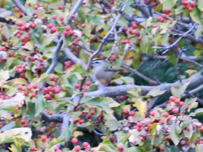 Golden-crowned Kinglet