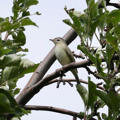Warbling VIreo