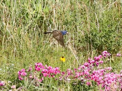Blue Grosbeak