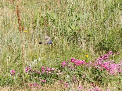 Blue Grosbeak