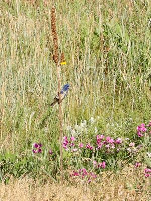 Blue Grosbeak