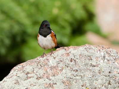 Spotted Towhee