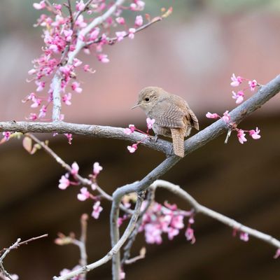 House Wren