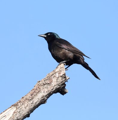 Common Grackle