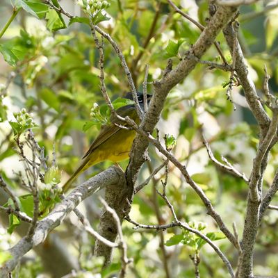 MacGillivray's warbler