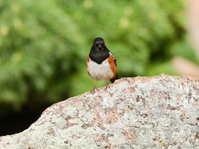 Spotted Towhee