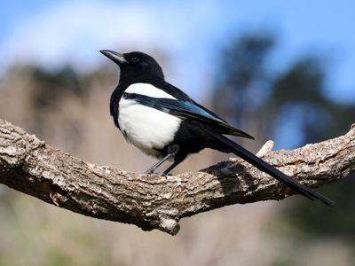Black-billed Magpie