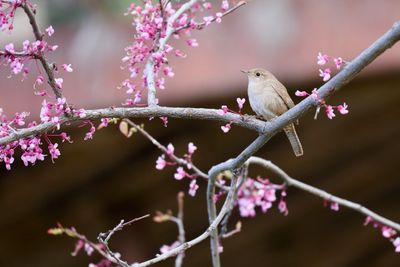 House Wren