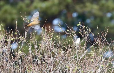 Eastern Kingbird
