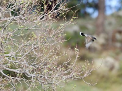 Eastern Kingbird