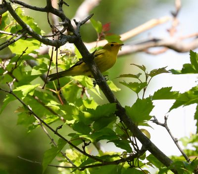 Wilson's Warbler