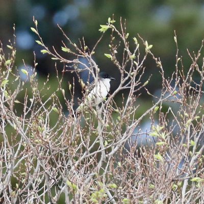 Eastern Kingnbird