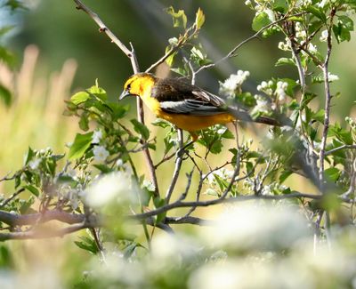 Bullock's Oriole