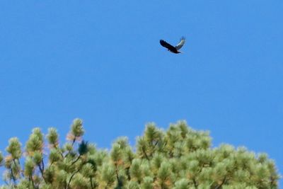 Lewis's Woodpecker