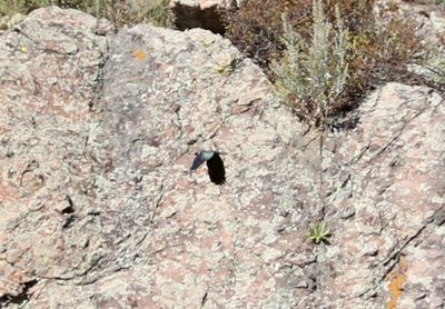 Lewis's Woodpecker