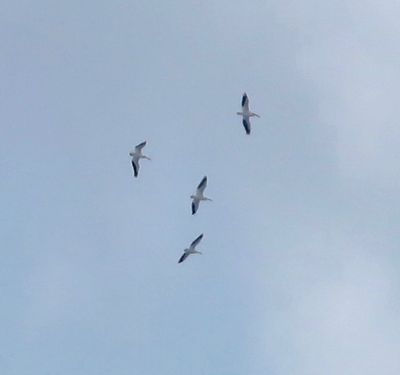 American White Pelican