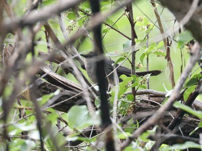 Gray Catbird