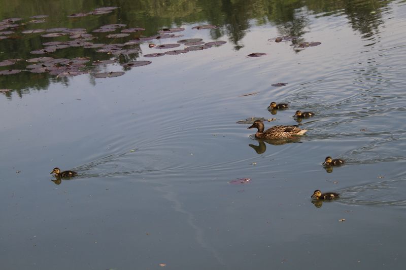 Suivez le guide! - Follow the leader!