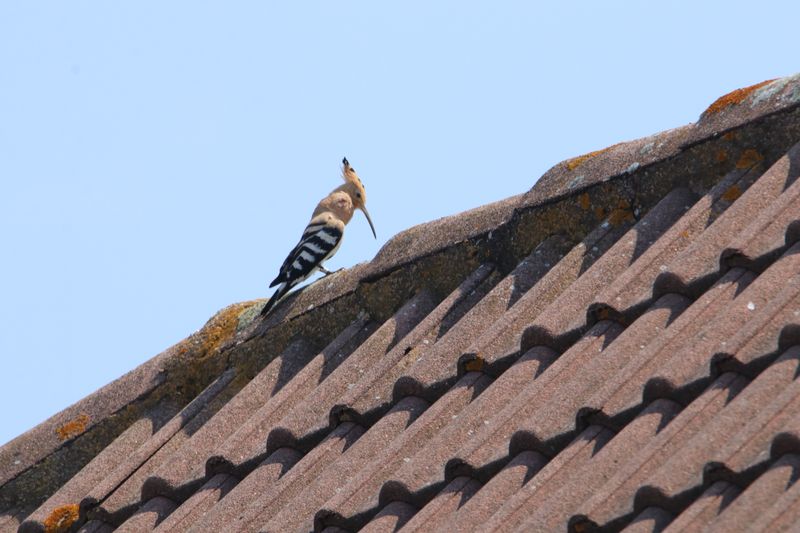 Depuis trois semaines, nous pouvons admirer cette jolie huppe fascie sur les toits avoisinnants.