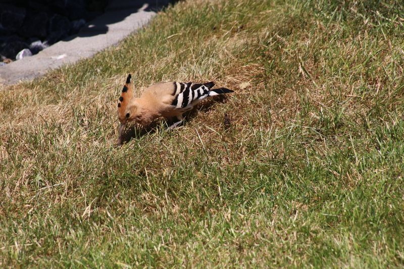 Cette jolie huppe fascie sest invite  djeuner dans  lherbe tondue de notre jardin