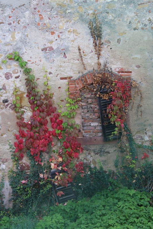 Il tait une fois une jolie fentre dans un petit village au doux nom de Bergheim...