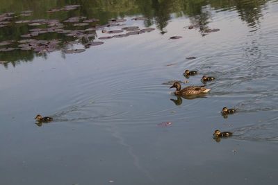 Suivez le guide! - Follow the leader!