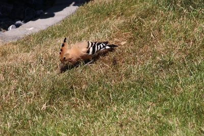 Cette jolie huppe fascie s'est invite  djeuner dans  l'herbe tondue de notre jardin