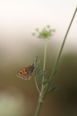 Papillons - Butterflies of our region