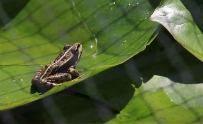 Quelle joie de dcouvrir ce bb grenouille de 3 mois environ se chauffant au soleil sur une feuille de nnuphar!