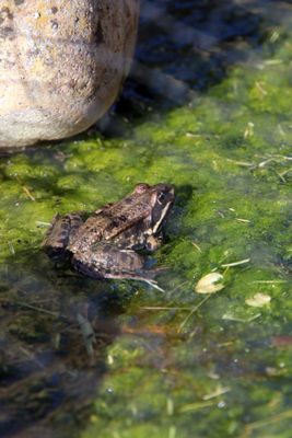 Les petits habitants de mon bassin - Little occupants of my pond