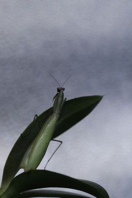 Mantes religieuses - Mantis